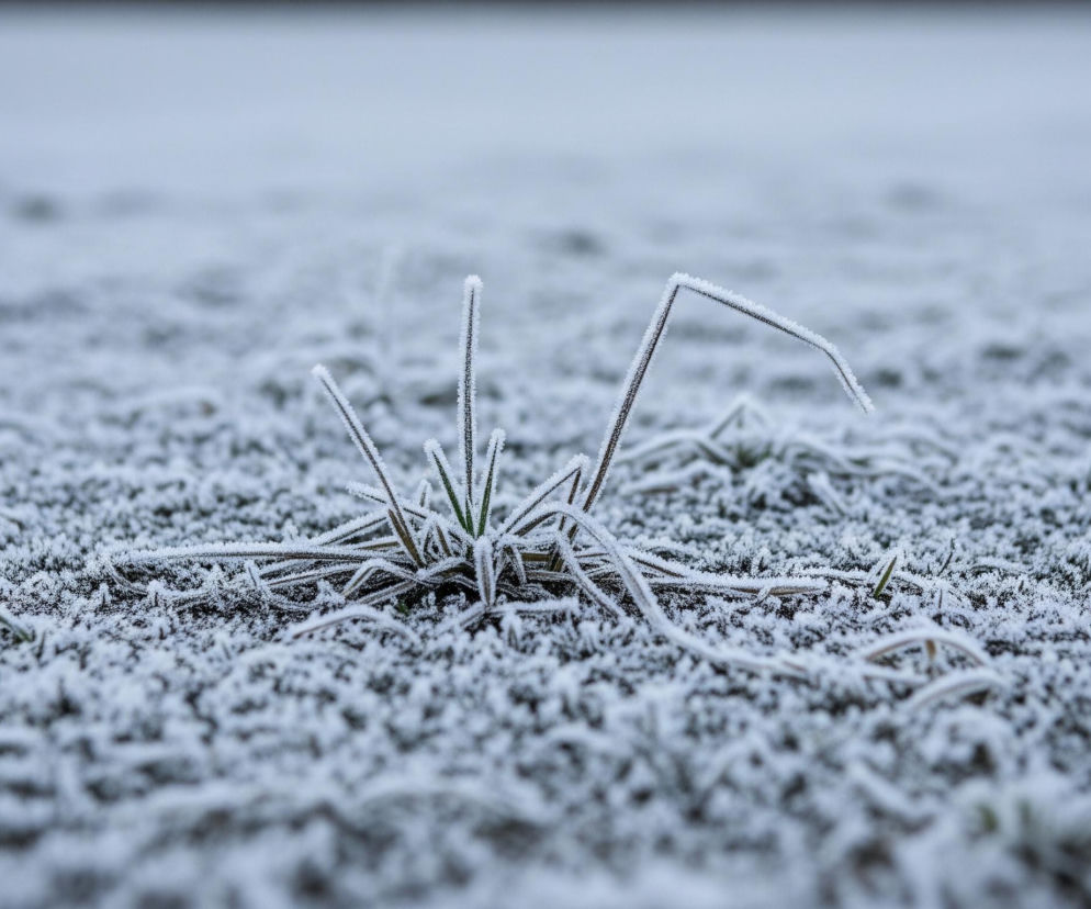 Na pierwszym planie, centralnie, widoczna jest kępa trawy intensywnie pokryta szronem, z ostrymi, białymi kryształkami lodu na każdej łodydze. Dwie z łodyg, po prawej stronie kępy, są wyraźnie wygięte pod kątem. Tło obrazu, rozciągające się po obu stronach i za kępą, to rozległe pole pokryte zamarzniętą trawą, która tworzy teksturę białych, szarych i ciemnozielonych, rozmytych punktów. Górna część obrazu to jednolite, jasnoszare, rozmyte niebo.