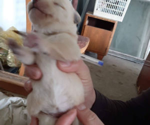 Chory mężczyzna zamknięty w domu z 28 psami! Horror na Sądecczyźnie!
