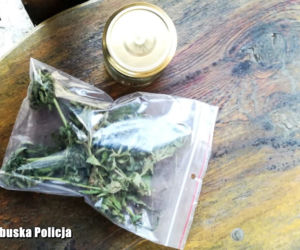 Plantacja konopi indyjskich pod Gubinem