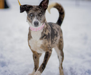 Kaufland wspólnie na rzecz zwierząt