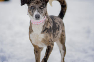 Kaufland wspólnie na rzecz zwierząt