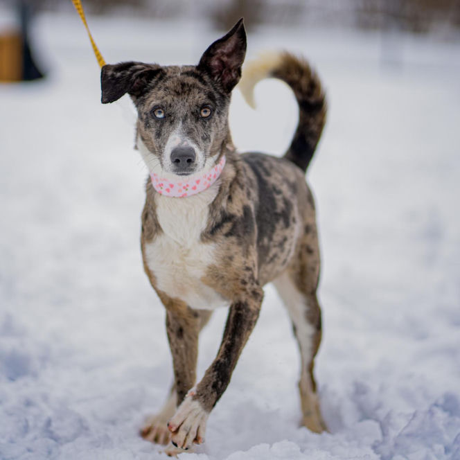 Kaufland wspólnie na rzecz zwierząt