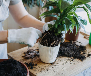 Kiedy i jak przesadzać skrzydłokwiat?