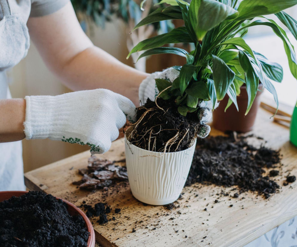 Przesadzanie skrzydłokwiatu