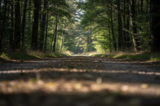 Kradzież ciągnika. Dlaczego 23-latek uciekł do lasu?