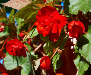 Begonia bulwiasta