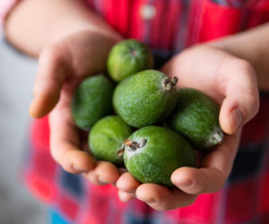 Zawiera naturalny jod, błonnik i witaminę C. Dietetycy polecają feijoa przy niedoczynności tarczycy i spowolnionym metabolizmie