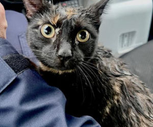 Policjanci uratowali kota z wypadku