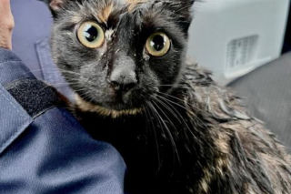 Policjanci uratowali kota z wypadku