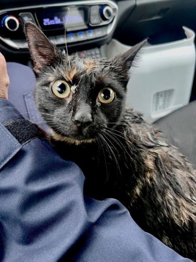 Policjanci uratowali kota z wypadku