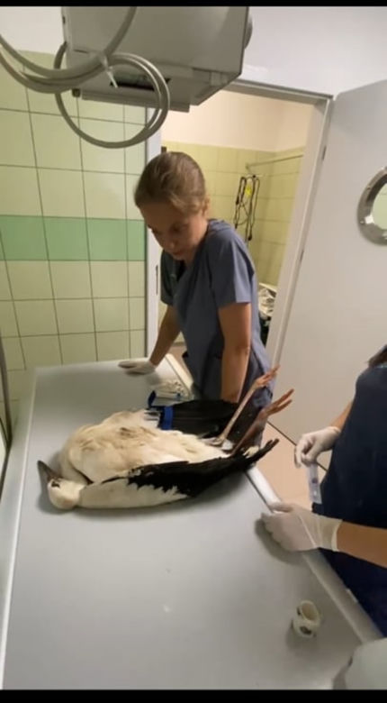Przemyśl. Weterynarze wyciągnęli z bociana garść śmieci! 