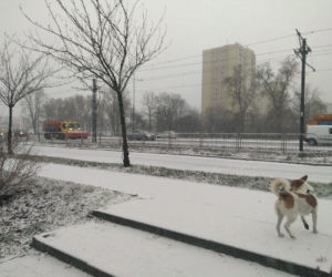 Atak zimy w Warszawie