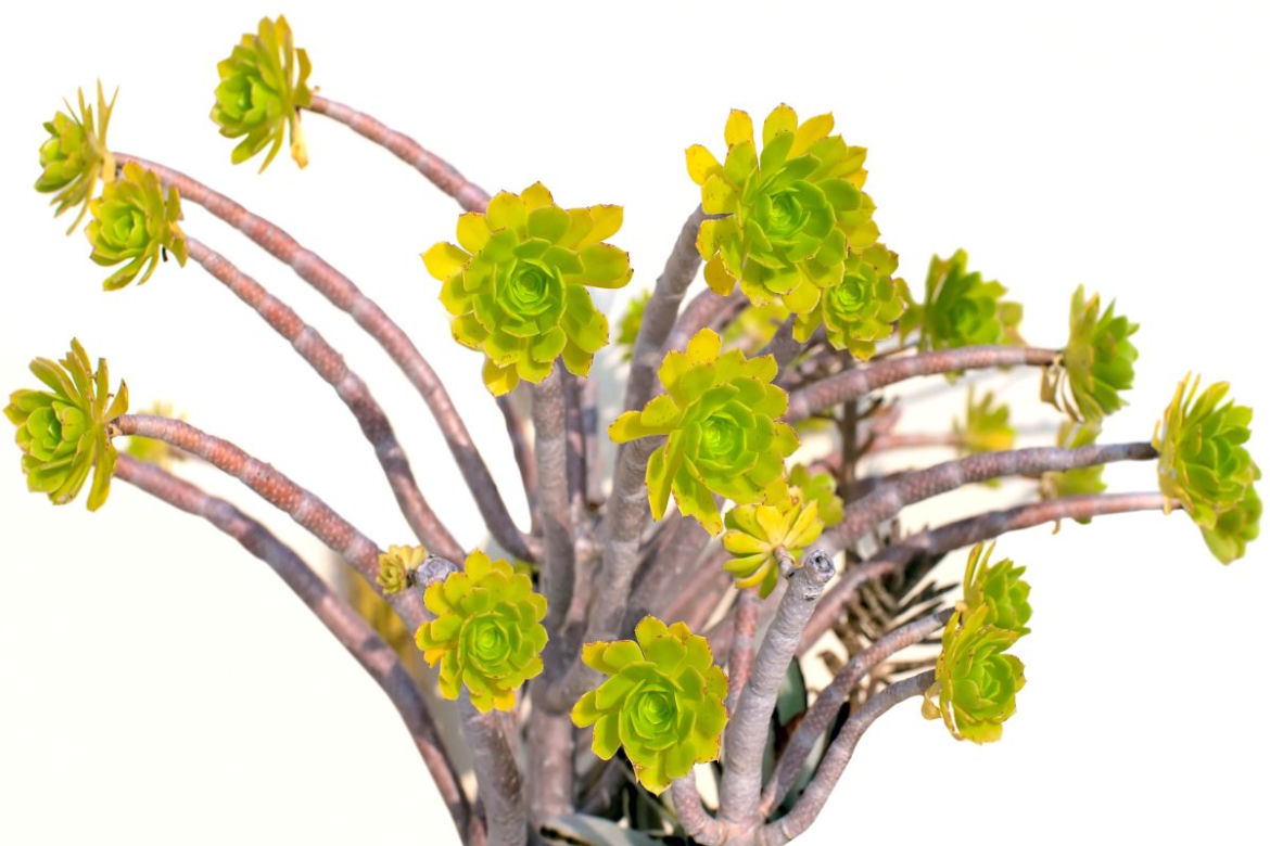 Eonium drzewiaste