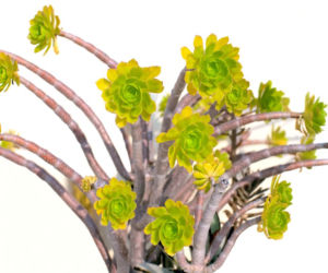 Eonium drzewiaste