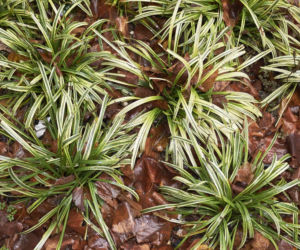 Turzyca Morrowa