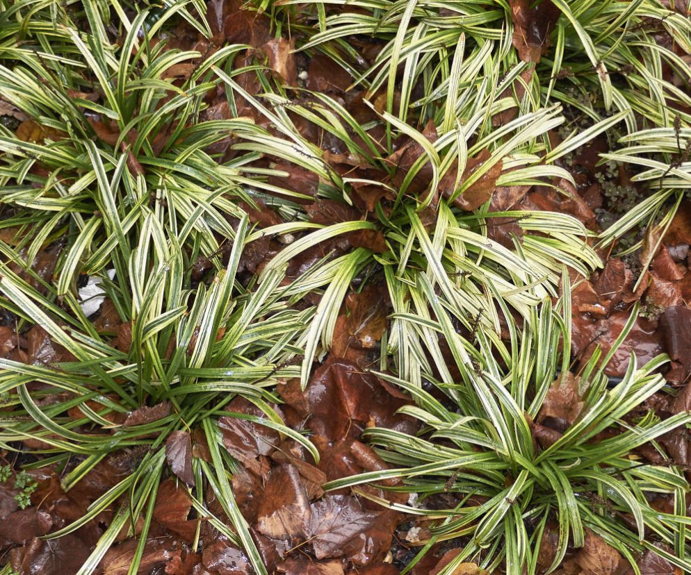 Turzyca Morrowa