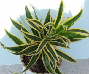 Dracena wonna