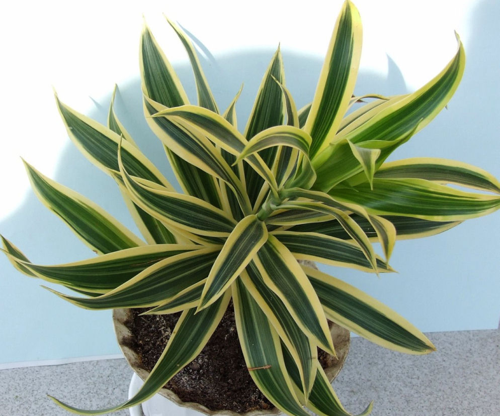 Dracena wonna