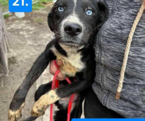 OTOZ Animals poszukuje domów dla psów