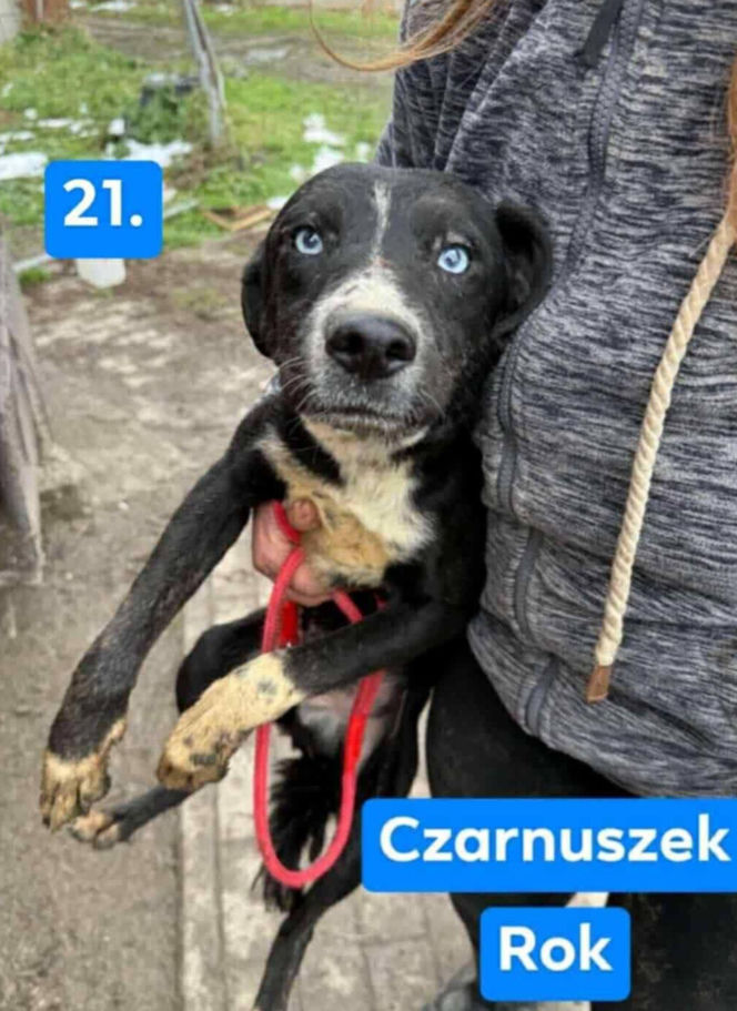 OTOZ Animals poszukuje domów dla psów