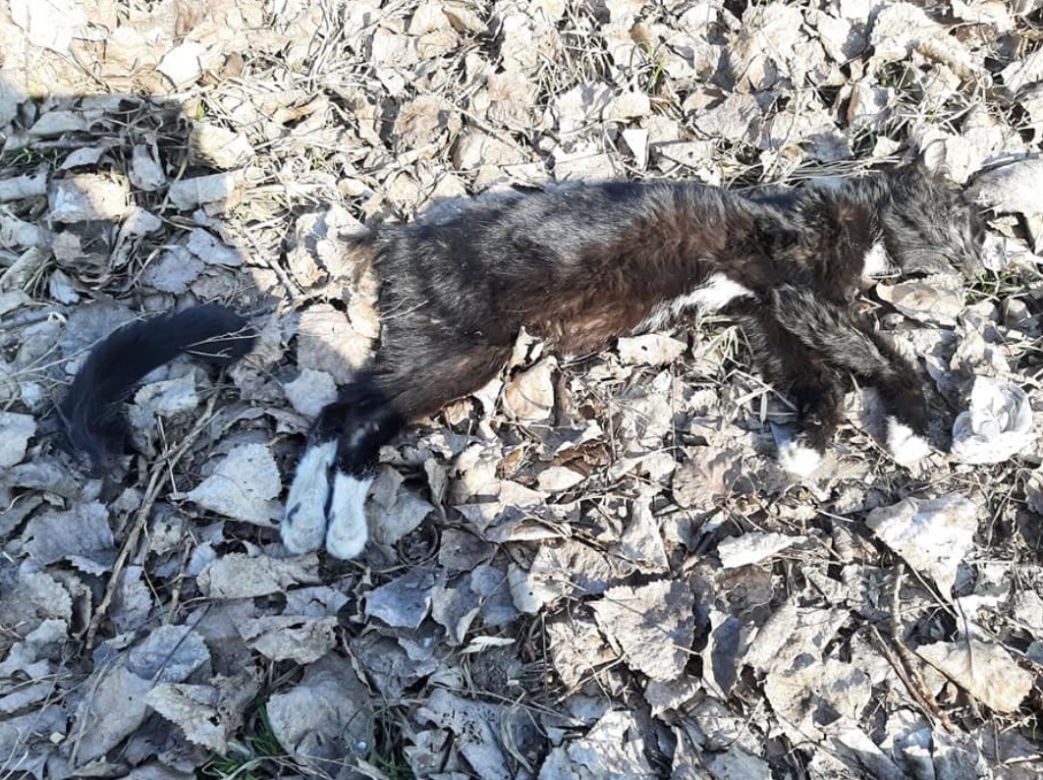 Opole. Morderca podrzucił okaleczone zwłoki pod dom starszej kobiety [ZDRASTYCZNE ZDJĘCIA]