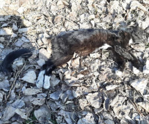 Opole. Morderca podrzucił okaleczone zwłoki pod dom starszej kobiety [ZDRASTYCZNE ZDJĘCIA]