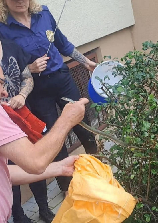  Wąż odwiedził mieszkańców Rzeszowa