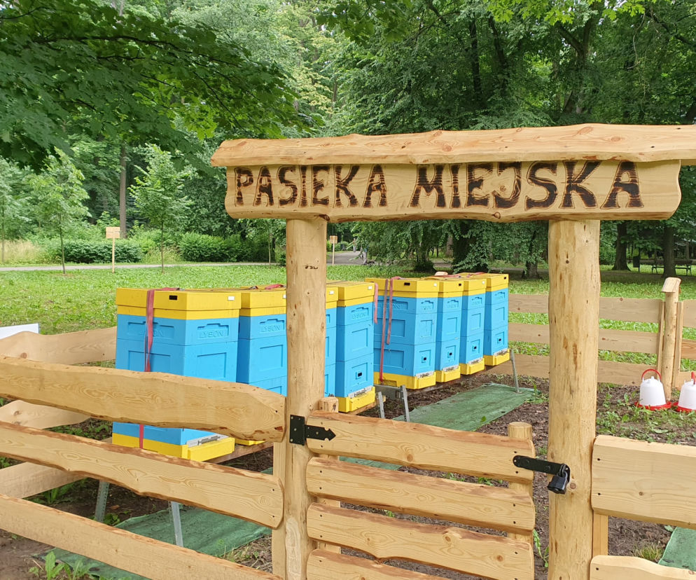 pszczółki na etacie