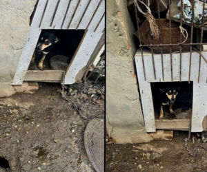 66-latek odpowie za znęcanie się nad zwierzętami. Dramatyczne warunki ujawnione podczas kontroli