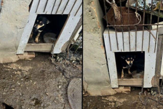 Interwencja policji i Animalsów. Wychudzone psy walczą o życie