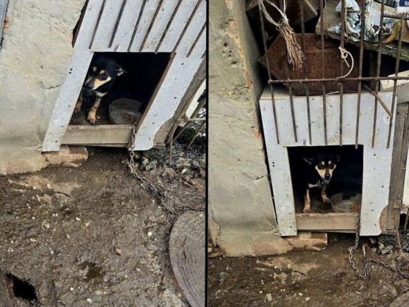 Interwencja policji i Animalsów. Wychudzone psy walczą o życie