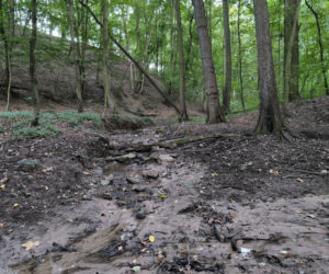 Uroczysko Jaworowy Jar w Osiecznej mocno się zmieni