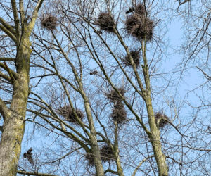 Ptasi terror w Jezioranach! Cmentarz tonie w odchodach, a mieszkańcy są bezradni. „Groby trzeba owijać folią!”