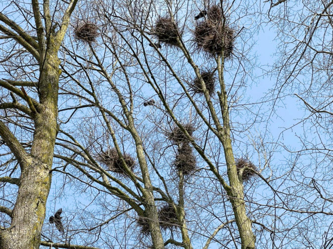 Ptasi terror w Jezioranach! Cmentarz tonie w odchodach, a mieszkańcy są bezradni. „Groby trzeba owijać folią!”