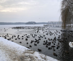 Ptactwo wodne zimuje na jeziorze Trzesiecko w Szczecinku