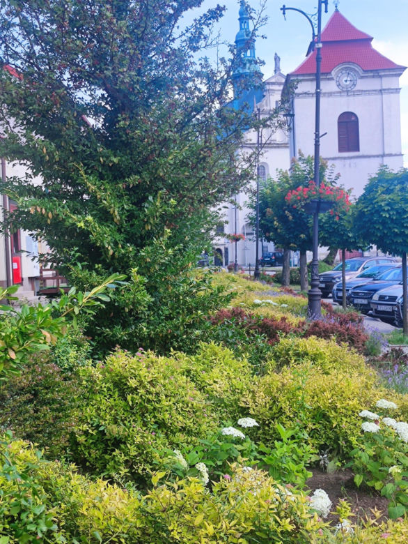 Zielony Rynek w Pińczowie