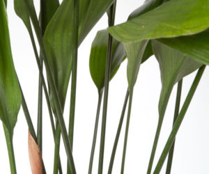 Aspidistra wyniosła