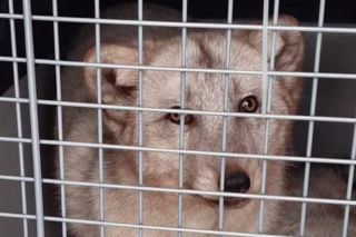 Miały być futrem w szafie bogatej pani, będą żyć! Srebrne lisy uratowane [GALERIA]