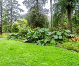 Gunnera olbrzymia