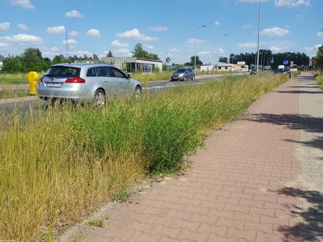 Tak wysokich chwastów przy drogach w Lesznie dawno nie oglądaliśmy
