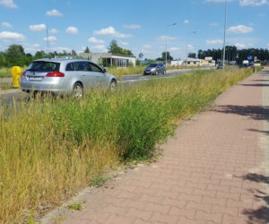 Tak wysokich chwastów przy drogach w Lesznie dawno nie oglądaliśmy