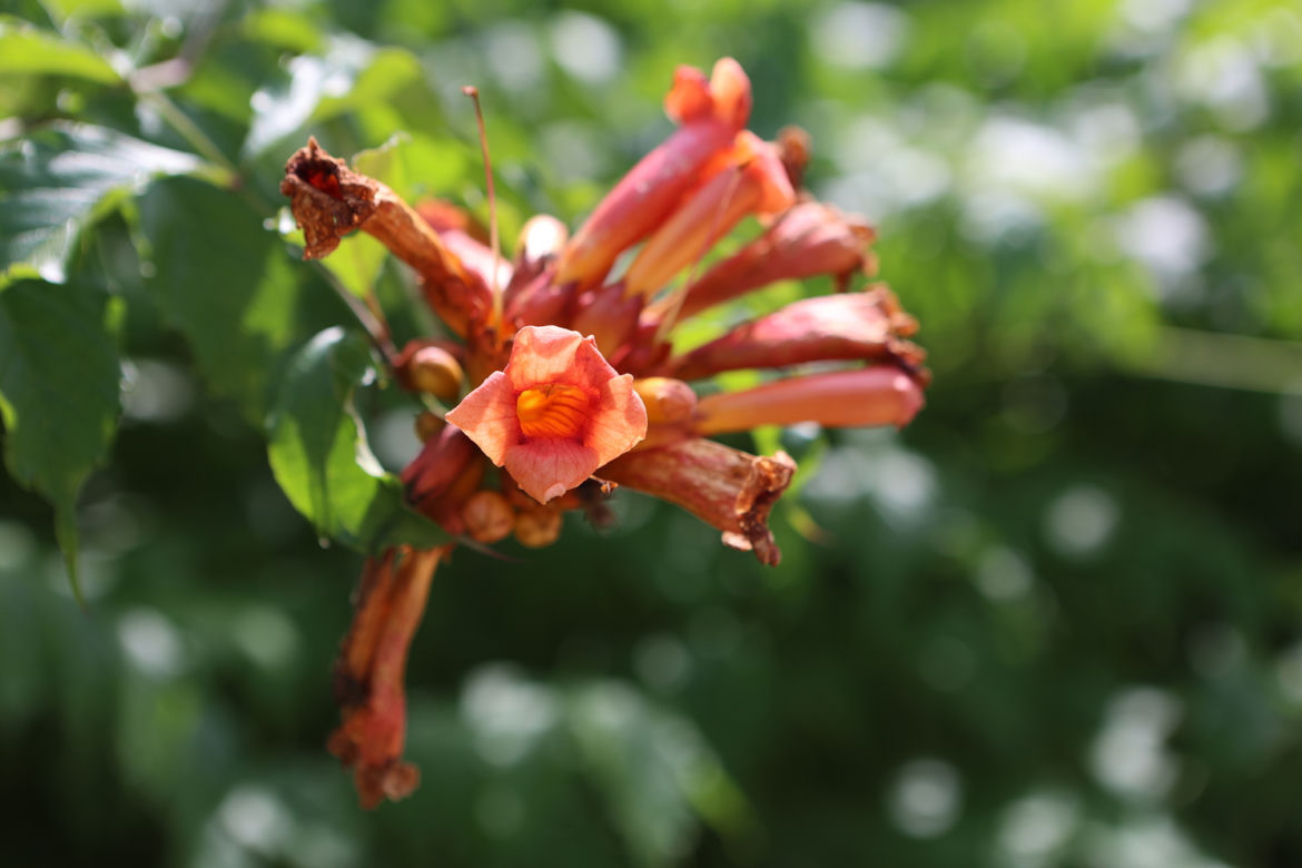 Kwitnący Ogród Botaniczny UMCS w Lublinie
