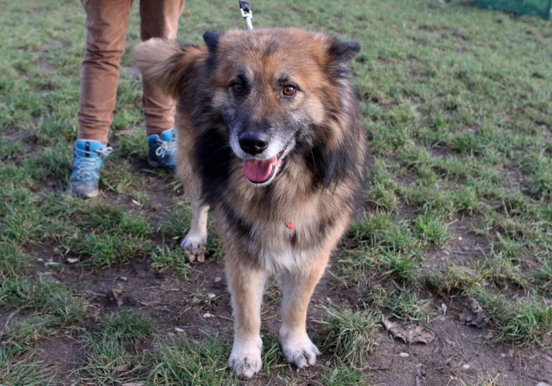Jedy szuka domu. Pies do adopcji.