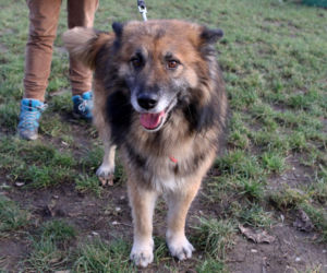 Jedy szuka domu. Pies do adopcji.