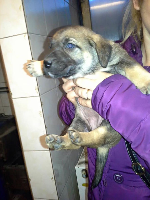Kochane szczeniaki do adopcji! Nikt ich nie chciał...