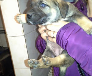 Kochane szczeniaki do adopcji! Nikt ich nie chciał...