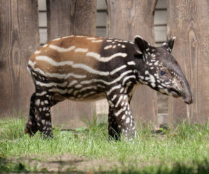 Historyczne narodziny w płockim zoo. To pierwszy urodzony w Polsce tapir malajski!