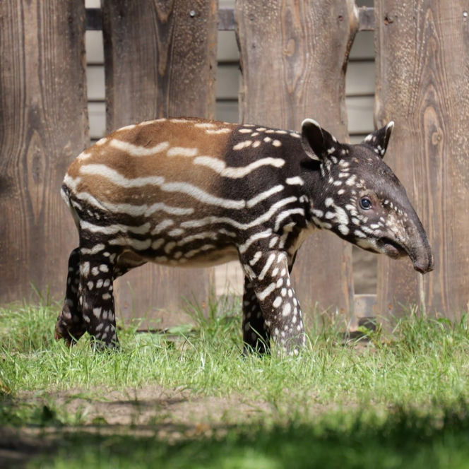 Historyczne narodziny w płockim zoo. To pierwszy urodzony w Polsce tapir malajski!