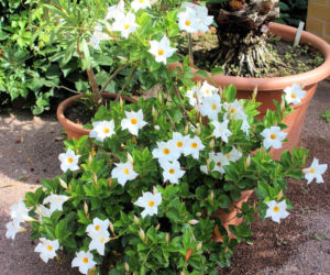 Zapomnij o pelargoniach. To najmodniejsza roślina balkonowa tego roku