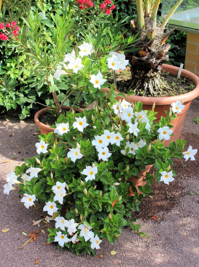 Zapomnij o pelargoniach. To najmodniejsza roślina balkonowa tego roku